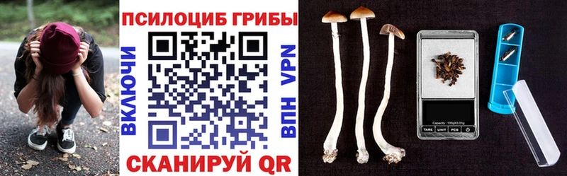Купить где  Шали  Псилоцибиновые грибы Psilocybe 